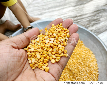 Closeup of Hand Holding Yellow Split Lentils (Chana Dal) Closeup of Hand Holding Yellow Split Lentils (Chana Dal) 127857386