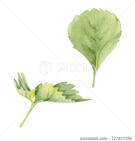 Green serrated edge leaf hand drawn in watercolor. Flower bush tree plant herb, strawberry raspberry wayfaring burnet parsley blackberry. Isolated botanical illustration. Wedding florist, cosmetics Green serrated edge leaf hand drawn in watercolor. Flower bush tree plant herb, strawberry raspberry wayfaring burnet parsley blackberry. Isolated botanical illustration. Wedding florist, cosmetics 127857388