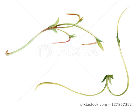 Vine tendril creeper of tree berry flower bush plant stem branch twig with small leaves hand drawn in watercolor. Botanical illustration isolated element. Wedding stationery florist shop scrapbooking 127857392
