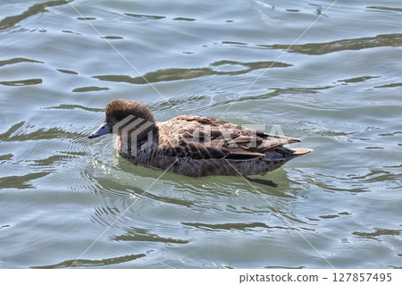 Swimming brown-eared duck Swimming brown-eared duck 127857495