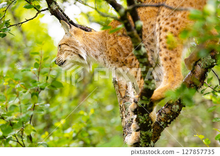 Eurasian lynx climbing a tree amidst lush green forest surroundings 127857735