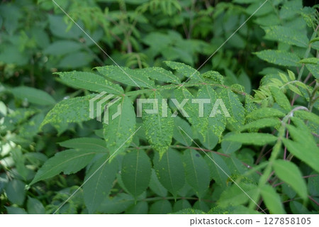 The leaves are uneven. It's not a disease, but it can cause skin rashes. Nurude 03 The leaves are uneven. It's not a disease, but it can cause skin rashes. Nurude 03 127858105