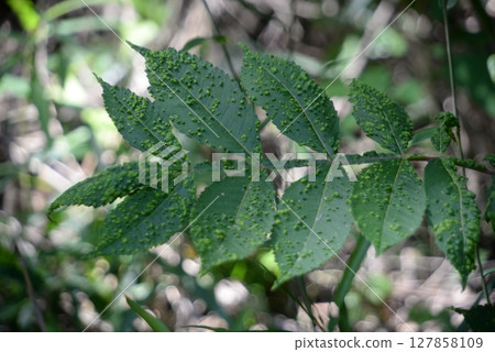 The leaves are uneven. It's not a disease, but it can cause skin rashes. Nurude 07 The leaves are uneven. It's not a disease, but it can cause skin rashes. Nurude 07 127858109