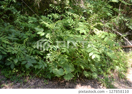 The leaves are uneven. It's not a disease, but it's a tree that can cause skin rashes. Nurude 08 The leaves are uneven. It's not a disease, but it's a tree that can cause skin rashes. Nurude 08 127858110