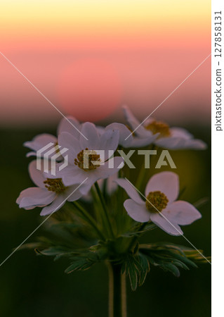 Flowers Sunset Anemone blooming for pollination at sunrise near ground, nature's beauty revealed. Flowers Sunset Anemone blooming for pollination at sunrise near ground, nature's beauty revealed. 127858131