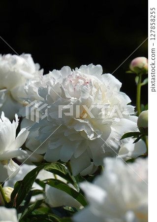 牡丹花「拉丁娃娃」2025年5月 127858255