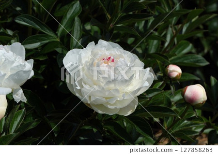 Peony flower "Latin Doll" May 2025 Peony flower "Latin Doll" May 2025 127858263