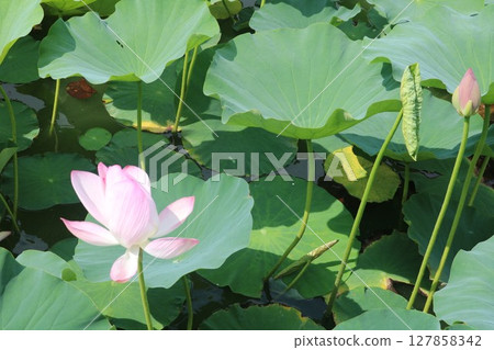 Flowered lotus flower Flowered lotus flower 127858342