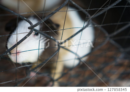 Guinea pig behind a wire fence Guinea pig behind a wire fence 127858345