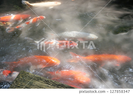 Schools of koi fish swim around in the pond, the atmosphere shrouded in white mist. Schools of koi fish swim around in the pond, the atmosphere shrouded in white mist. 127858347
