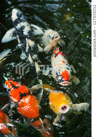 A school of koi fish gathered together waiting to eat in the pond. 127858352