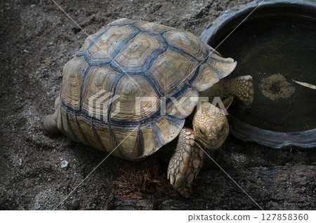 Close-up of a Tortoise on Sandy Surface Close-up of a Tortoise on Sandy Surface 127858360