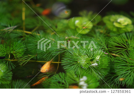 Aquatic Plants and Fish in Water Aquatic Plants and Fish in Water 127858361