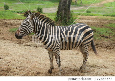 A zebra standing on a grassy and dirt area in a zoo enclosure 127858368