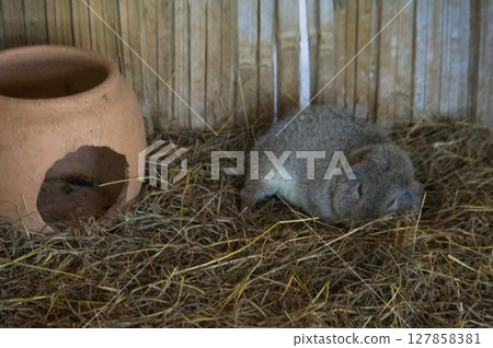 A guinea pig sleeping in the haystack 127858381