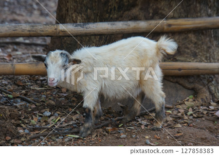 Fluffy goat kid standing near a wooden fence Fluffy goat kid standing near a wooden fence 127858383