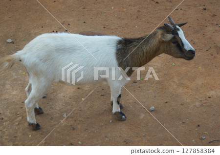 A goat standing on a dirt ground, with a white body and brown neck and head. 127858384