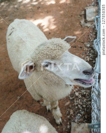 Close up a mouth opening goat on a dirt ground, with a white body Close up a mouth opening goat on a dirt ground, with a white body 127858385