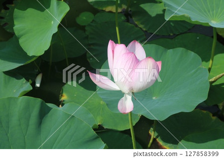 開花的蓮花 開花的蓮花 127858399