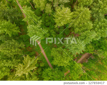 A top-down aerial view of a lush green forest with winding dirt paths cutting through dense trees, capturing the peaceful beauty of nature from above. A top-down aerial view of a lush green forest with winding dirt paths cutting through dense trees, capturing the peaceful beauty of nature from above. 127858417