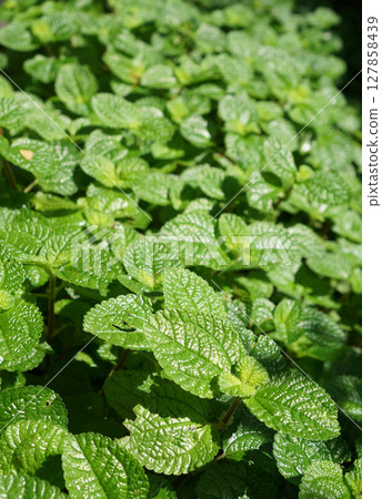 Mint Plant Grow Perspective 127858439