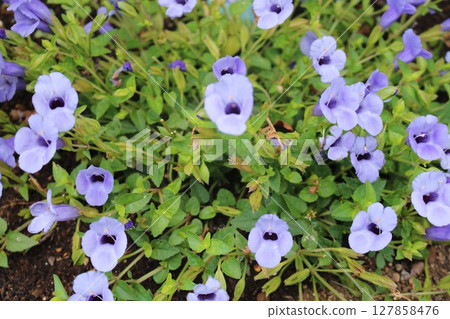 Torenia flowers Torenia flowers 127858476
