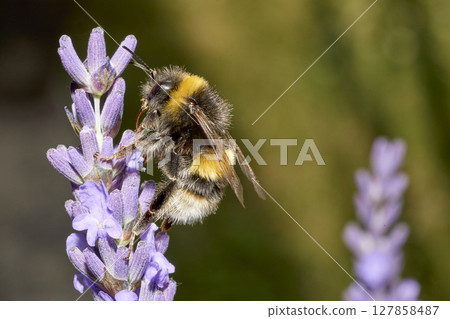 Bumblebee Pollinating Lavender in Summer Light 127858487