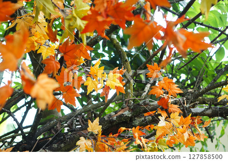 Autumn Leaves on Tree Branches Autumn Leaves on Tree Branches 127858500