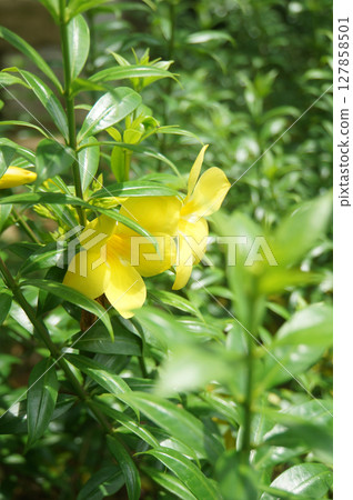 Close-up of a yellow flower with green leaves in a garden. 127858501