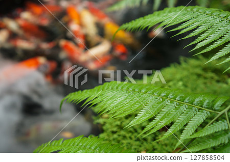 Lush fern leaves beside the koi pond 127858504
