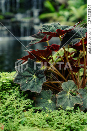 Moss clinging to the rocks beside the pond and lush tropical plants 127858505
