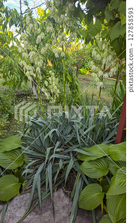 Yucca hosta and other plants in the garden. Ornamental plants. Country design 127858593