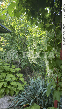 Yucca hosta and other plants in the garden. Ornamental plants. Country design Yucca hosta and other plants in the garden. Ornamental plants. Country design 127858597