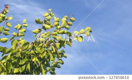 Dark blue sky with clouds over trees and water surface. Evening sunset. 127858618
