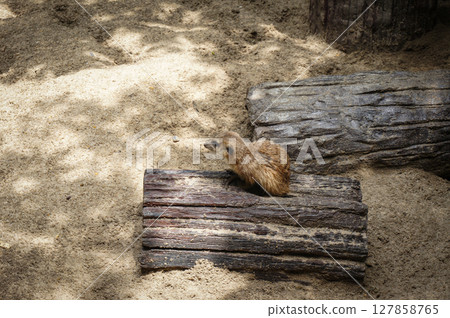A little meerkat cub sits on a wood in sand pile 127858765