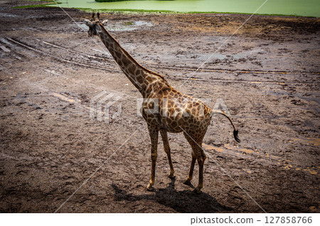 A giraffe walking in continent A giraffe walking in continent 127858766
