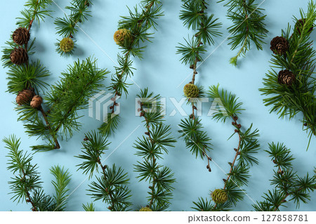 Larch branches with bright green needles and small cones are set against a pastel blue background. A botanical backdrop for your texts. 127858781