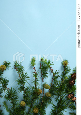 Botanical background with larch branches featuring bright green needles and small cones. Space for your text. 127858782