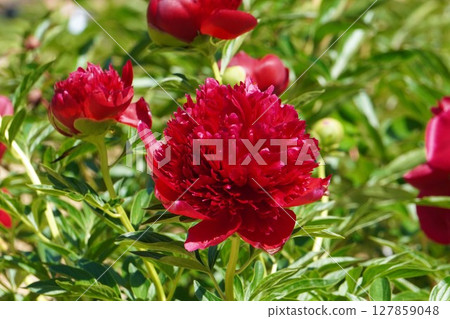 Peony flower "Red Charm" May 2025 127859048