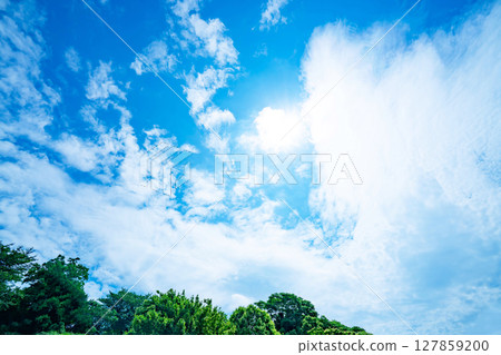 Blue sky, clouds and grove 127859200