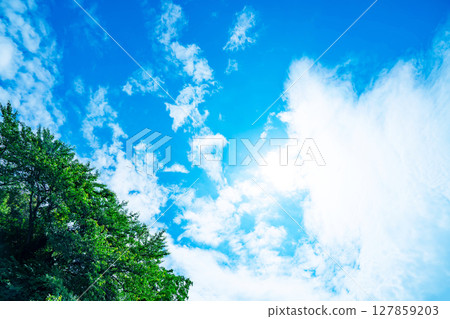 藍天,白雲和樹林 藍天,白雲和樹林 127859203
