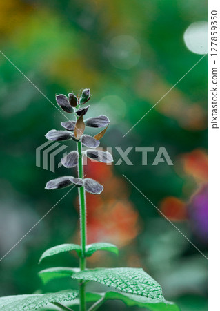 Brazilian anisesage. Salvia guaranitica on green background. Tiny violet flowers in botanical garden. Small flower buds closed. Perennials plants. 127859350