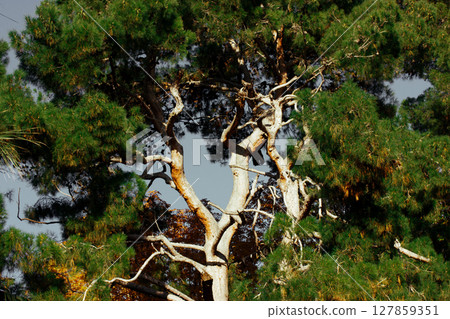 Huge tall old branching conifer tree against blue sky on a sunny day. Low angle shot of a pine trees in a forest, wood. Natural landscape. 127859351