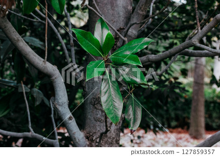 Bright green smooth and shiny leaves. High quality photo of the nature. Magnolia tree in tropical jungle rainforest parkland. Foliage and branches. Bright green smooth and shiny leaves. High quality photo of the nature. Magnolia tree in tropical jungle rainforest parkland. Foliage and branches. 127859357