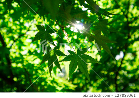 Sunlight breaks through the fresh leaves on a tree branch in a spring park. A branch of a maple with new leaves. Nature rebirth in the forest, woods.  Sunlight breaks through the fresh leaves on a tree branch in a spring park. A branch of a maple with new leaves. Nature rebirth in the forest, woods.  127859361
