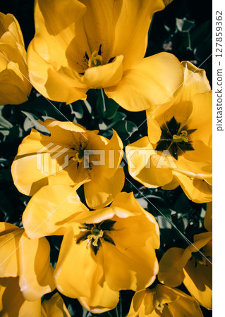 Yellow tulips bulbous plants in spring, summer garden. Blooming gently flowers outdoors. Cottage gardens. Natural floral pattern with petals close up. 127859362