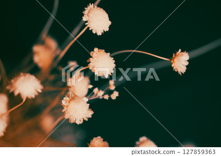 Dried beige flowers in home decor. Rustic natural flowers background. Floral arrangement. Vintage summer dry blooms. Country chic. Floral decoration. 127859363