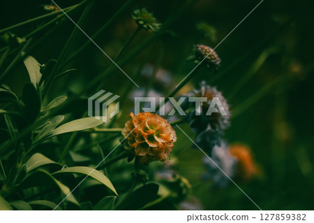 Scabious purple lilac flowers in spring garden. Springtime, summer season flowering plants in a meadow. Rural landscape. Formal garden landscaping. Scabious purple lilac flowers in spring garden. Springtime, summer season flowering plants in a meadow. Rural landscape. Formal garden landscaping. 127859382