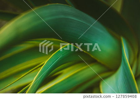 Fresh green yellow striped smooth tropical leaves close-up. Nature macro photography. Desktop Wallpaper. Tropical plants. Succulent foliage in garden. Fresh green yellow striped smooth tropical leaves close-up. Nature macro photography. Desktop Wallpaper. Tropical plants. Succulent foliage in garden. 127859408
