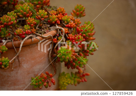 Sempervivum arachnoideum grow in a red pot in cacti rock garden. Small succulents growing on backyard. Gardening and succulent plants care. Greenhouse Sempervivum arachnoideum grow in a red pot in cacti rock garden. Small succulents growing on backyard. Gardening and succulent plants care. Greenhouse 127859426